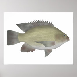 Mango Tilapia Poster