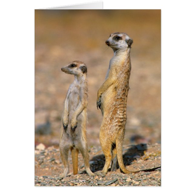 Mangoesten (Suricata Suricatta) schildwachten, Kar (Voorkant)