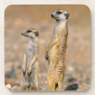 Mangoesten (Suricata Suricatta) schildwachten, Kar Bier Onderzetter