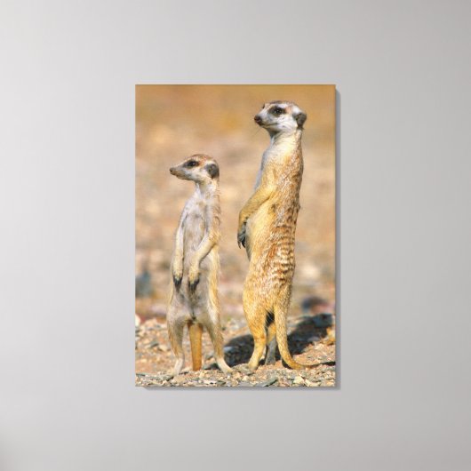 Mangoesten (Suricata Suricatta) schildwachten, Kar Canvas Afdruk (Voorkant)