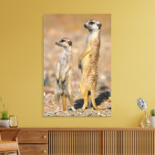 Mangoesten (Suricata Suricatta) schildwachten, Kar Canvas Afdruk (Insitu (Woonkamer))