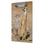 Mangoesten (Suricata Suricatta) schildwachten, Kar Klembord (Links)