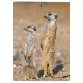 Mangoesten (Suricata Suricatta) schildwachten, Kar Klembord (Achterkant)