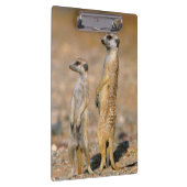 Mangoesten (Suricata Suricatta) schildwachten, Kar Klembord (Rechts)