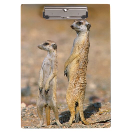 Mangoesten (Suricata Suricatta) schildwachten, Kar Klembord (Voorkant)