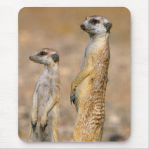 Mangoesten (Suricata Suricatta) schildwachten, Kar Muismat