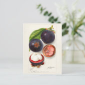 Mangosteens (Garcinia Mangostana) Vruchtenschilder Briefkaart (Staand voorkant)