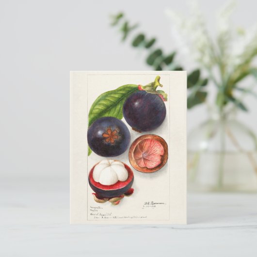 Mangosteens (Garcinia Mangostana) Vruchtenschilder Briefkaart (Staand voorkant)