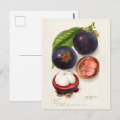 Mangosteens (Garcinia Mangostana) Vruchtenschilder Briefkaart (Voorkant / Achterkant)