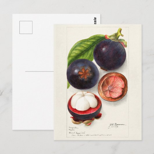 Mangosteens (Garcinia Mangostana) Vruchtenschilder Briefkaart (Voorkant / Achterkant)