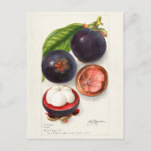 Mangosteens (Garcinia Mangostana) Vruchtenschilder Briefkaart (Voorkant)