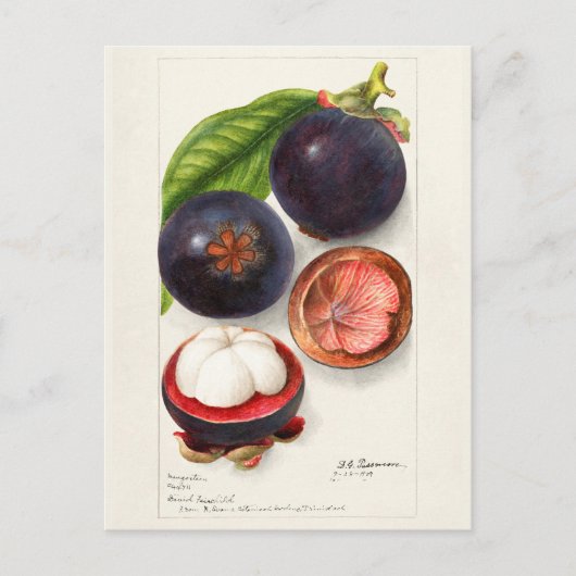 Mangosteens (Garcinia Mangostana) Vruchtenschilder Briefkaart (Voorkant)