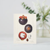Mangosteens (Garcinia Mangostana) Vruchtenschilder Briefkaart (Staand voorkant)
