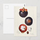 Mangosteens (Garcinia Mangostana) Vruchtenschilder Briefkaart (Voorkant / Achterkant)
