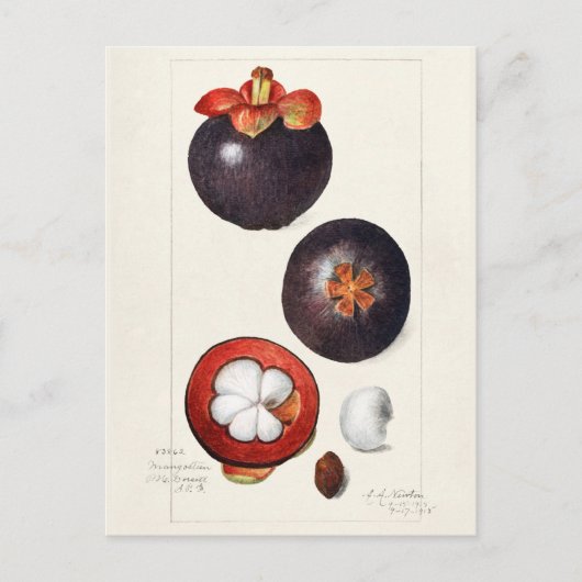 Mangosteens (Garcinia Mangostana) Vruchtenschilder Briefkaart (Voorkant)