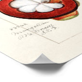 Mangosteens (Garcinia Mangostana) Vruchtenschilder Poster (Hoek)