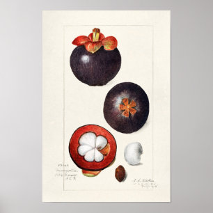 Mangosteens (Garcinia Mangostana) Vruchtenschilder Poster