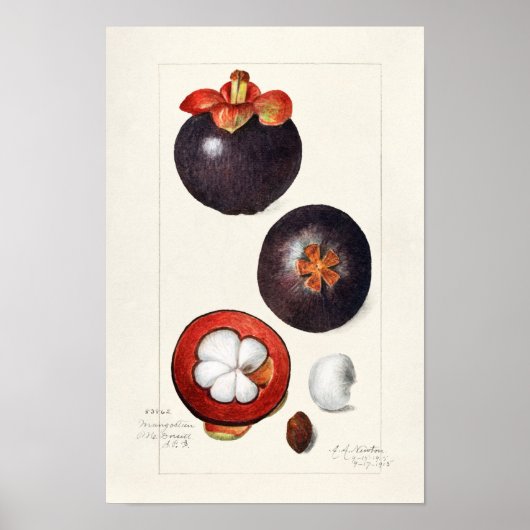 Mangosteens (Garcinia Mangostana) Vruchtenschilder Poster (Voorkant)