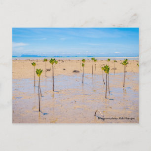 Mangrove bossen briefkaart