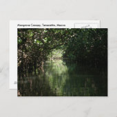Mangrove Canopy, Tenacatita, Mexico Briefkaart (Voorkant / Achterkant)