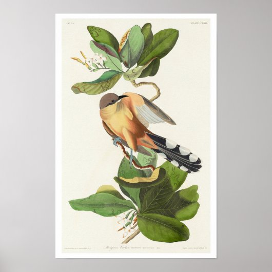 Mangrove Cuckoo door het Poster van Audubon (Voorkant)