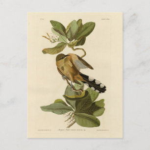 Mangrove Cuckoo uit Audubon's Birds of America Briefkaart