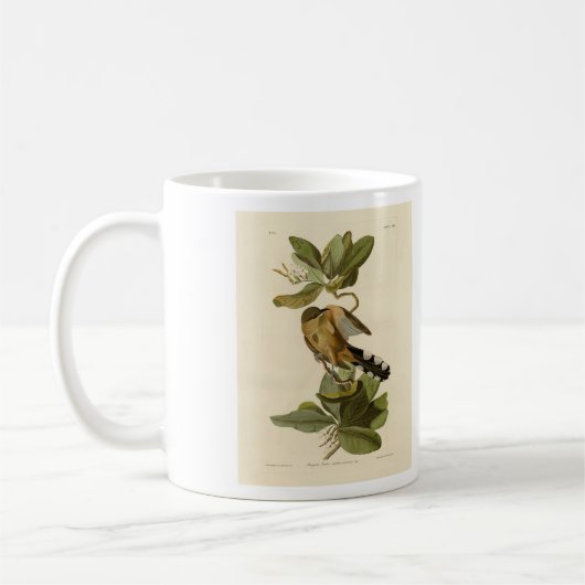 Mangrove Cuckoo uit Audubon's Birds of America Koffiemok (Links)