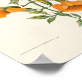 Mangrove Humming Bird Audubon Birds of America Poster (Hoek)