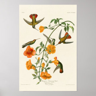 Mangrove Humming Bird Audubon Birds of America Poster