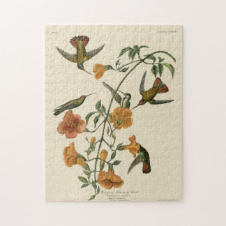 Mangrove Hummingbird Legpuzzel