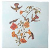 Mangrove Hummingvogels met Oranje trompetbloemen Tegeltje (Voorkant)