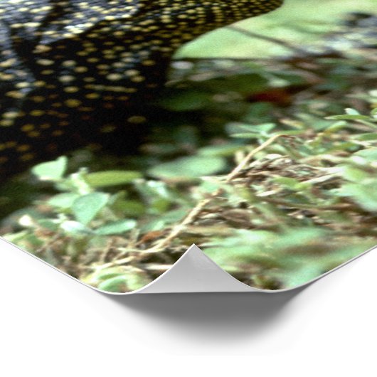 Mangrove Monitor Poster (Hoek)