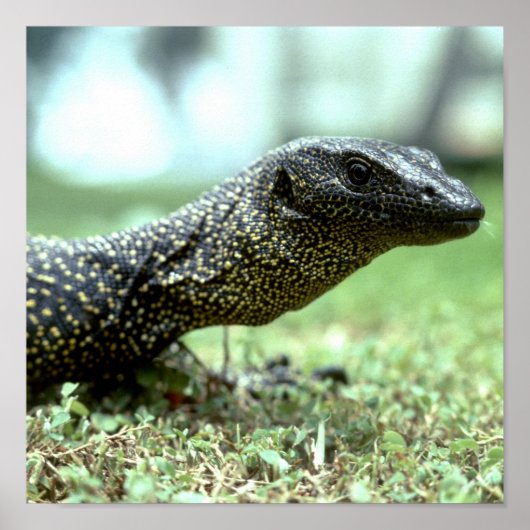Mangrove Monitor Poster (Voorkant)