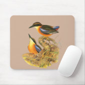 Mangrove Pitta Muismat (Met muis)