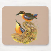 Mangrove Pitta Muismat (Voorkant)