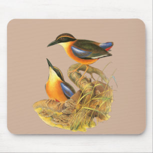 Mangrove Pitta Muismat