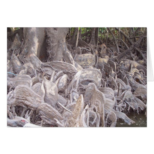 Mangrove Roots (Voorkant Horizontaal)