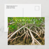 Mangrove Stilt Roots, Swamp, Everglades Briefkaart (Voorkant / Achterkant)