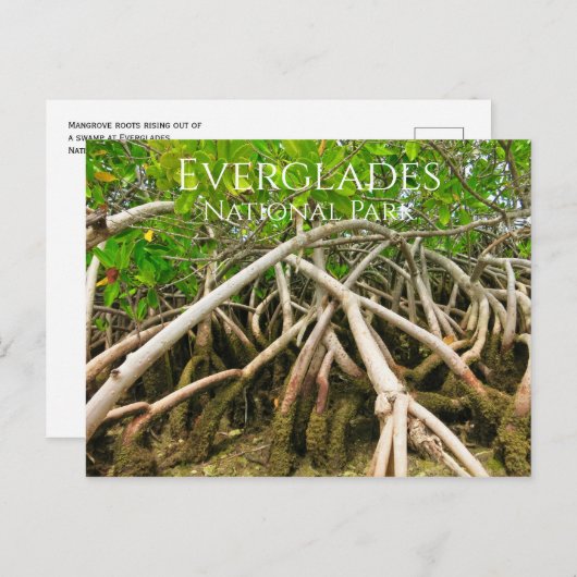 Mangrove Stilt Roots, Swamp, Everglades Briefkaart (Voorkant / Achterkant)