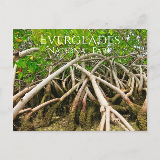 Mangrove Stilt Roots, Swamp, Everglades Briefkaart (Voorkant)