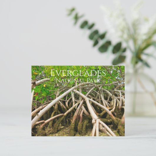 Mangrove Stilt Roots, Swamp, Everglades Briefkaart (Staand voorkant)