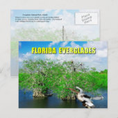 Mangrove Trees & Anhinga, Florida Everglades Briefkaart (Voorkant / Achterkant)