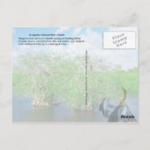 Mangrove Trees & Anhinga, Florida Everglades Briefkaart (Achterkant)