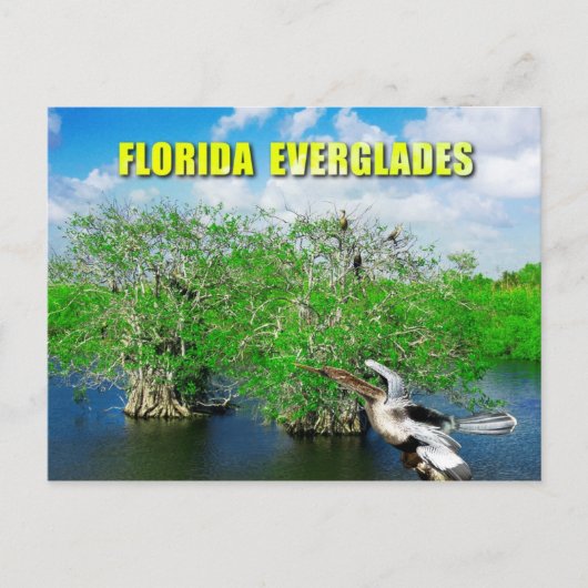 Mangrove Trees & Anhinga, Florida Everglades Briefkaart (Voorkant)