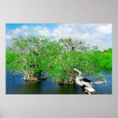 Mangrove Trees & Anhinga, Florida Everglades Poster (Voorkant)