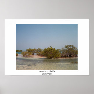 mangroves , florida poster