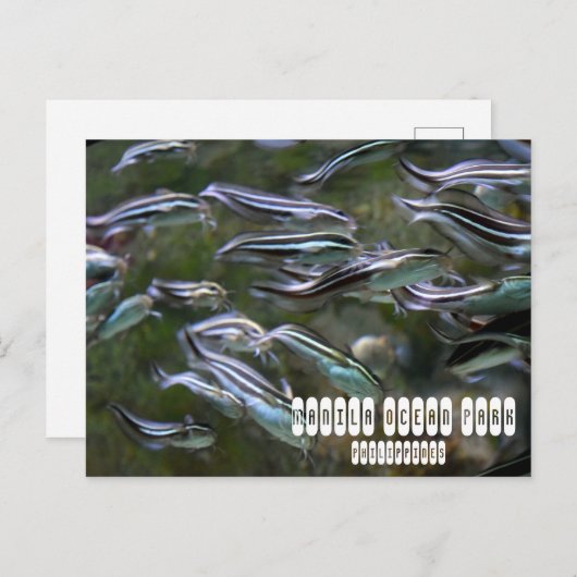 Manila Ocean Park Briefkaart (Voorkant / Achterkant)