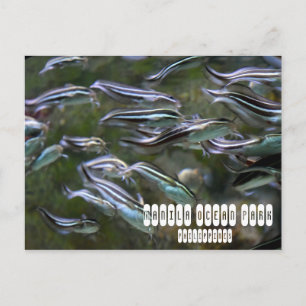 Manila Ocean Park Briefkaart