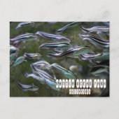 Manila Ocean Park Briefkaart (Voorkant)