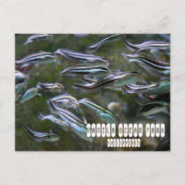 Manila Ocean Park Briefkaart